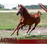 Лошади на продажу, арабская кобылка Аклина 2014 г. р.