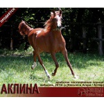 Лошади на продажу, арабская кобылка Аклина 2014 г. р.