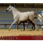 Лошади на продажу, арабская кобыла Амрита 2008 г. р.