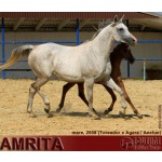 Лошади на продажу, арабская кобыла Амрита 2008 г. р.