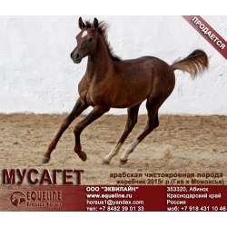 Лошади на продажу, арабский жеребчик Мусагет 2015 г. р.