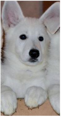 белоснежный щенок