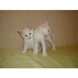 одам котят
