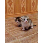 Красавчик Scottish fold 4 недели