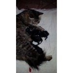 продаю котят