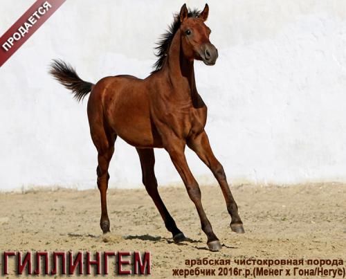 Лошади на продажу, арабский жеребчик Гиллингем 2016 г. р.