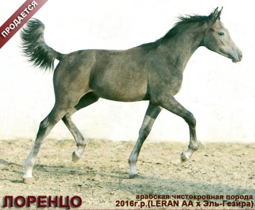 Лошади на продажу, арабский жеребчик Лоренцо 2016 г. р.
