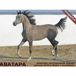 Лошади на продажу, арабская кобылка Аватара 2015 г. р.