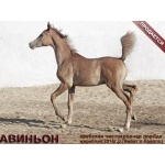 Лошади на продажу, арабский жеребчик Авиньон 2016 г. р.