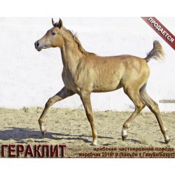 Лошади на продажу, арабский жеребчик Гераклит 2016 г. р.