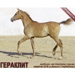 Лошади на продажу, арабский жеребчик Гераклит 2016 г. р.