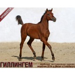 Лошади на продажу, арабский жеребчик Гиллингем 2016 г. р.