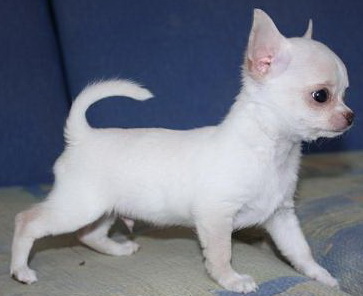 Чихуахуа-мини щеночки, очень породные с короткой мордочкой