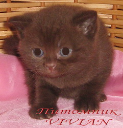 Британские шоколадные котята ШОУ класс.