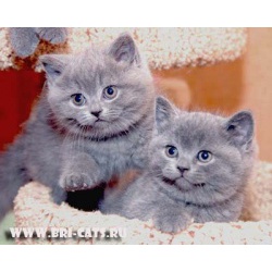 Очаровашки котята Бриташки