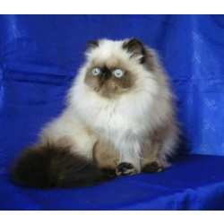 Гималайский (персидский) котенок