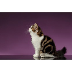 Шотландская кошка для вязки