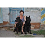 Щенки Кане Корсо