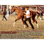 Продается арабский жеребец-производитель ЭЛИКСИР