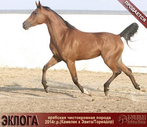 Лошади на продажу, арабская кобыла Эклога 2014 г. р.