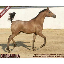 Лошади на продажу, арабская кобылка Вильмина 2016 г. р.