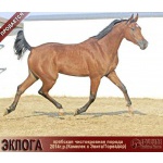 Лошади на продажу, арабская кобыла Эклога 2014 г. р.