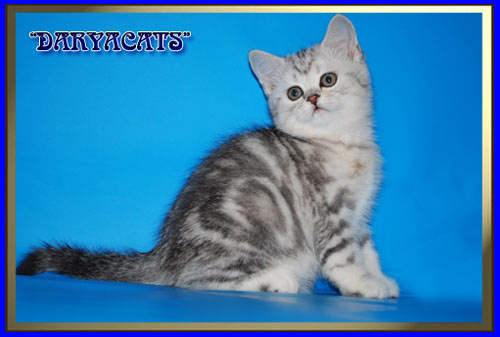 Британские котята мраморного окраса из питомника Daryacats