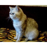 Кошечки экзотические