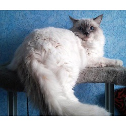 Кошка породы Ragdoll (Тряпичная кукла).