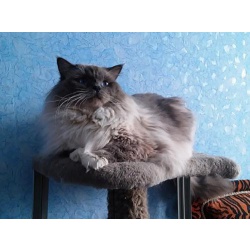 Кот - кукла (порода Ragdoll).