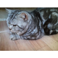 Вязка с котами