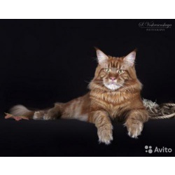 Котята мейн-кун от Чемпиона Мира WCH.Bruclin
