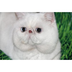 Роскошный экзотический клубный кот для вязки
