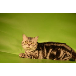 Коты на вязку
