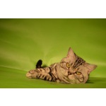 Коты на вязку