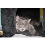Русская голубая кошечка ищет серого вислоухого котика