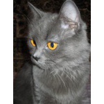 Русская голубая кошечка ищет серого вислоухого котика