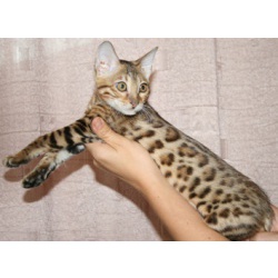 Бенгальские котята – «домашние леопарды».