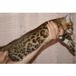 Бенгальские котята – «домашние леопарды».