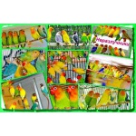 Продажа попугаев разных видов, канарейки продаю