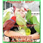 Продажа попугаев разных видов, канарейки продаю