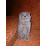 Продаются очаровательные плюшевые выслоухие котята
