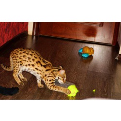 Азиатский Леопардовый Кот / Asian Leopard Cat_тел.8_987_956_06_80