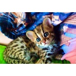 Азиатский Леопардовый Кот / Asian Leopard Cat_тел.8_987_956_06_80