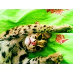 Азиатский Леопардовый Кот / Asian Leopard Cat_тел.8_987_956_06_80