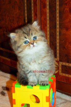 Шиншилла персидская котята