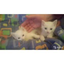 Беленькие котятки