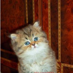 Шиншилла персидская котята