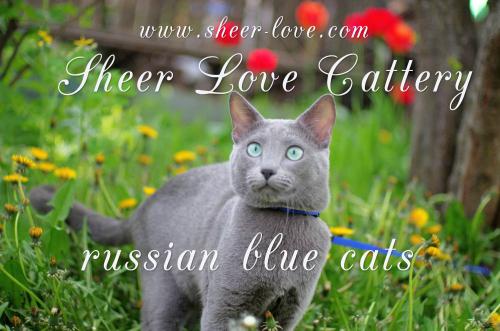 русские голубые котята Sheer Love от Чемпиона Мира в Краснодаре