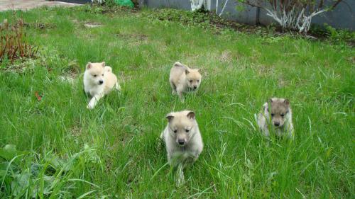 Высокопородные щенки Западно-сибирской лайки